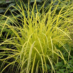 Carex elata 'Bowles Golden'