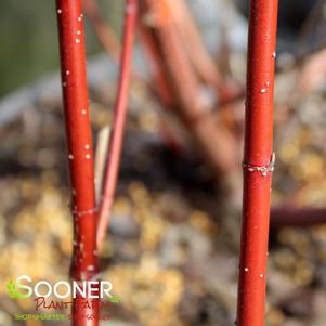 <em>Cornus</em> <strong>ARCTIC FIRE® RED TWIG DOGWOOD</strong>: