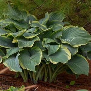 <em>Hosta</em> <strong>REGAL SPLENDOR HOSTA</strong>: