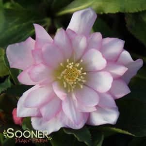 <em>Helleborus</em> <strong>COTTON CANDY WINTER JEWELS™ LENTEN ROSE</strong>: