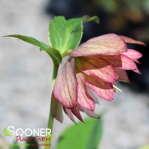 Helleborus x 'Amber Gem'