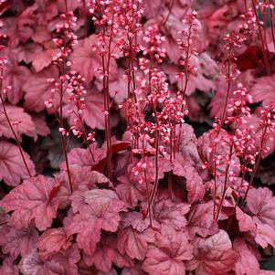 Heuchera x 'Grape Soda'