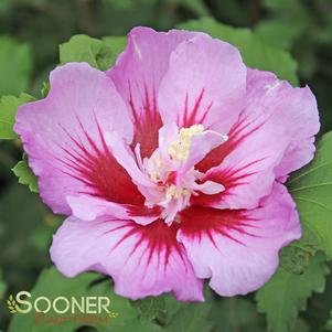 Hibiscus syriacus 'Gandini Santiago'