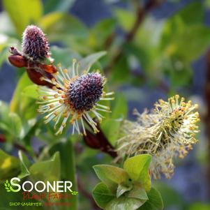 Salix chaenomeloides 'Lubbers Zwart'