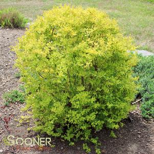 Ligustrum sinensis 'Sunshine'