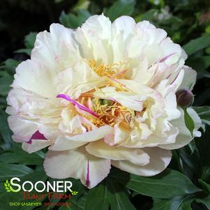 Paeonia x 'Shirley Temple'