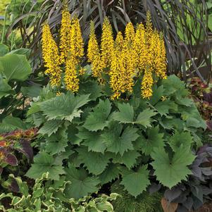 Ligularia stenocephala 'Bottle Rocket'