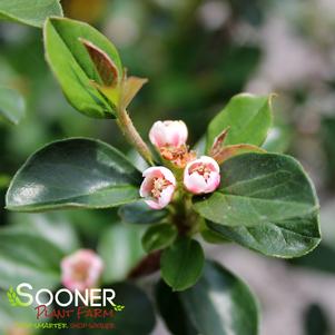 Cotoneaster x 'Bronfire'