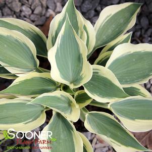 Hosta x 'Blue Ivory'