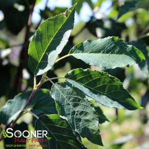 <em>Amelanchier</em> <strong>ROBIN HILL SERVICEBERRY</strong>: