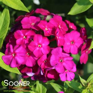 Phlox paniculata 'Ultraviolet'