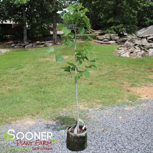 Tilia americana 'McKSentry'