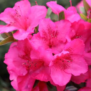 Rhododendron azalea 'NCRX9'