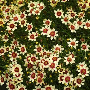 <em>Coreopsis</em> <strong>SNOWBERRY TICKSEED</strong>: