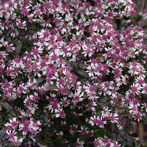 Aster lateriflorus 'Lady in Black'