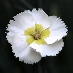 Dianthus x 'Wp15 Pie41'