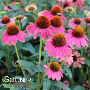 Echinacea x 'TNECHKPL'