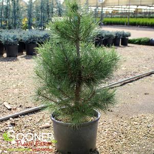 Pinus nigra ''