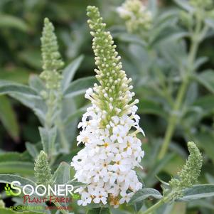 Buddleia davidii 'TOBUD08/3'