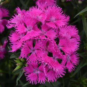 Dianthus x barbatus interspecific 'PAS1350219'