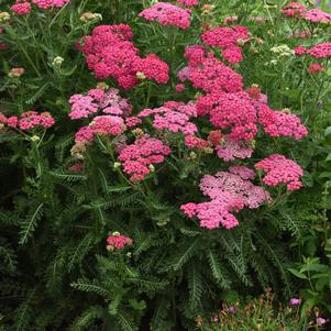 Achillea millefolium 'Balvinrose'