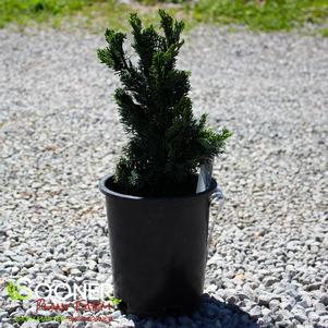 Chamaecyparis obtusa 'Rigid Dwarf'