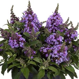 Buddleia x 'Balchryeel'