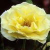 <em>Rosa</em> <strong>ROSE EASY ELEGANCE YELLOW SUBMARINE</strong>: