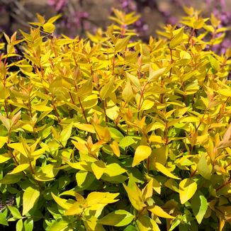 Abelia x grandiflora 'RNTOM'