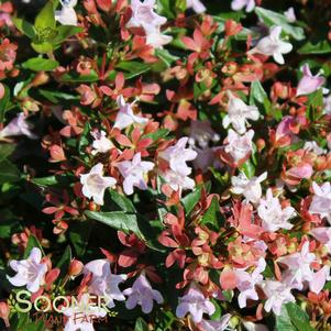 Abelia x grandiflora 'Raspberry Profusion'