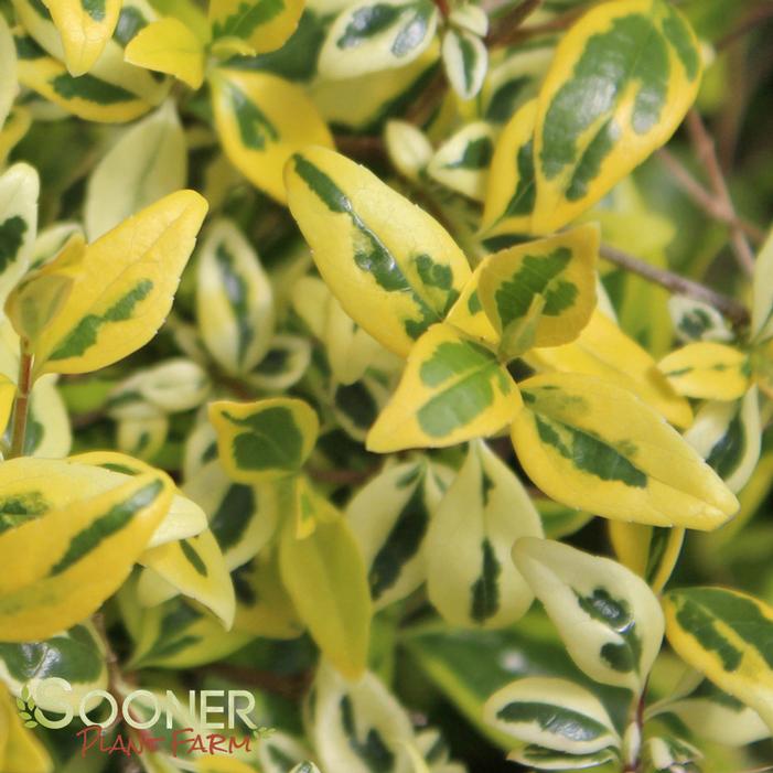 TWIST OF LIME™ ABELIA