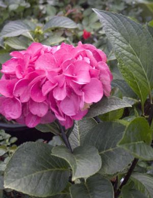 ABRACADABRA® ORB HYDRANGEA