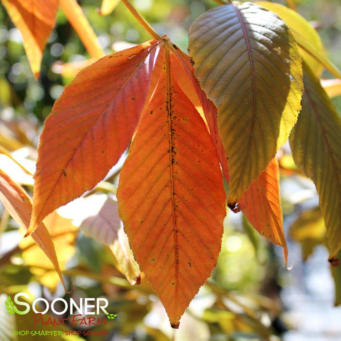 AUTUMN SPLENDOR BUCKEYE