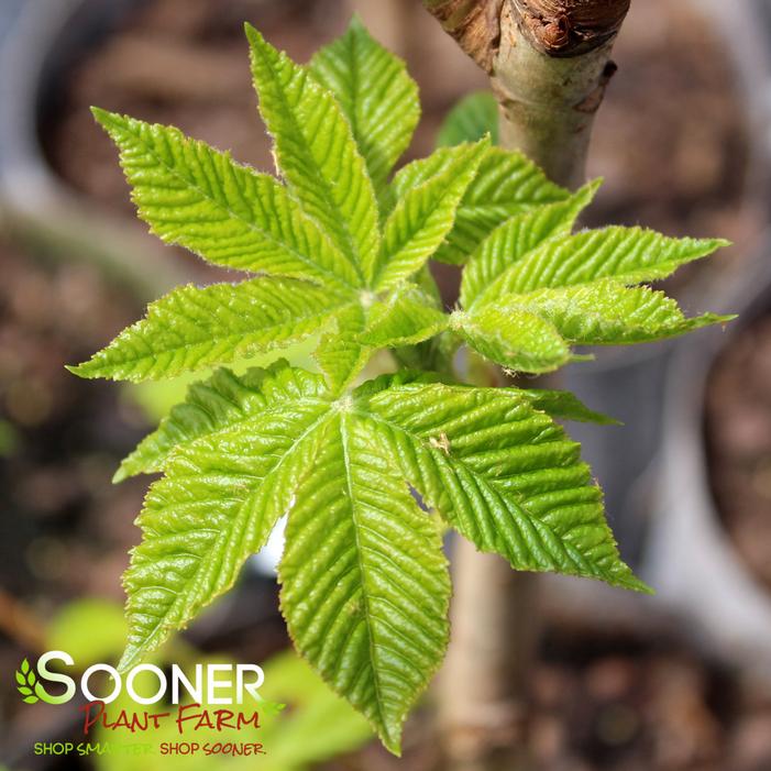 BRIOTII RED HORSE CHESTNUT