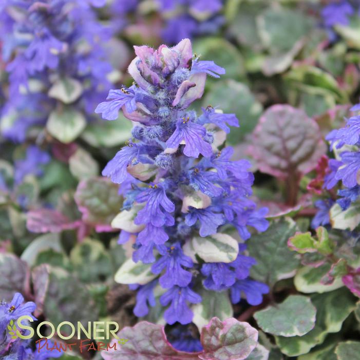 BURGUNDY GLOW AJUGA