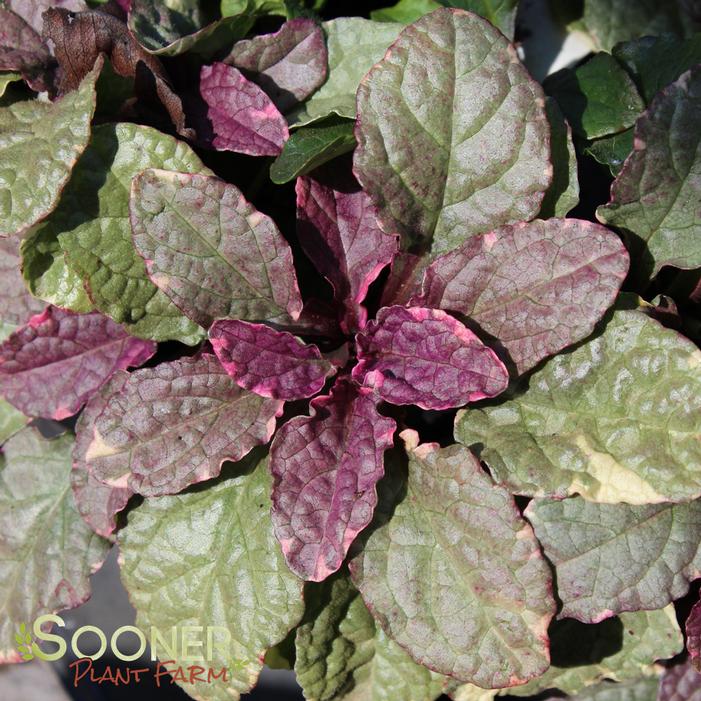 BURGUNDY GLOW AJUGA