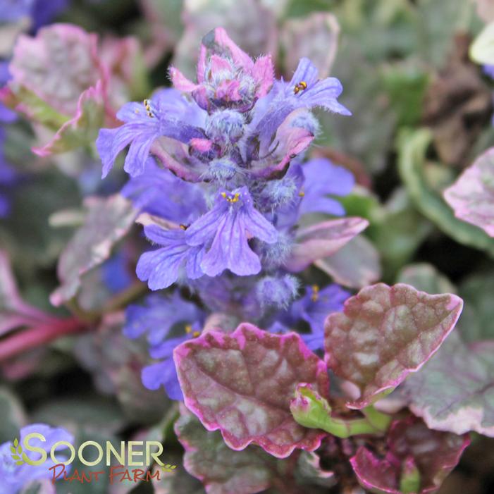 BURGUNDY GLOW AJUGA