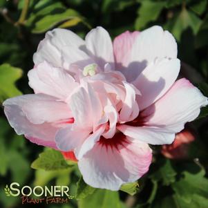 Hibiscus syriacus 'DS0SS'