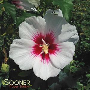 Hibiscus syriacus 'Helene'