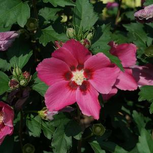 Hibiscus syriacus 'Minsyrou17'