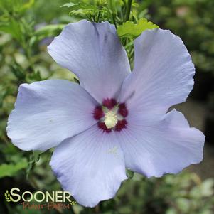 Hibiscus syriacus 'Minsygrbl1'