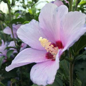 Hibiscus syriacus 'Greba'