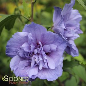 Hibiscus syriacus 'Notwoodthree'