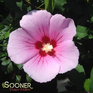 Hibiscus syriacus 'ILVO347'