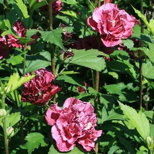 Hibiscus syriacus 'Mindour 1'