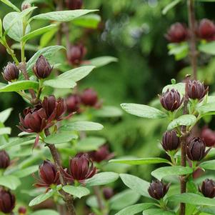 Calycanthus floridus 'SMNCAF'