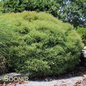 MR. BOWLING BALL ARBORVITAE