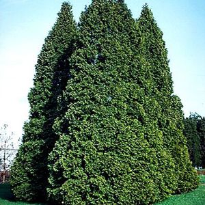 PYRAMIDAL ARBORVITAE