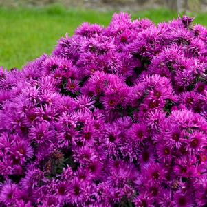 Aster novae-angliae 'Pink Crush'