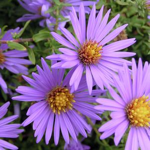 Aster oblongifolius 'October Skies'